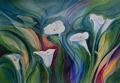 Calla Lilies